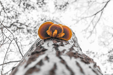 Bottom view of small yellow mushrooms on tree crust in rainy forest. Close up view