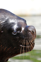 Obraz premium Mähnenrobbe