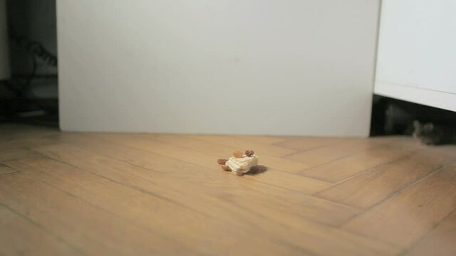Mouse observation in slowmo. Feeding the animal with a waffle.
