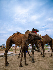 camel at pushkar camel festival,livestock camel at pushkar.