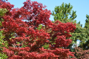 紅葉