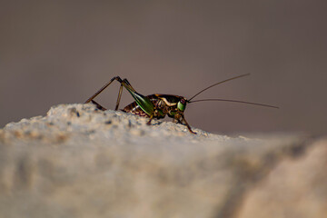 grasshopper close-up on a chip