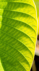 Pattern of Teak Leaf