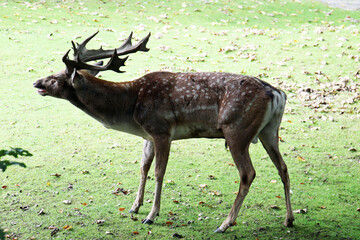 mesopotamischer_Damhirsch