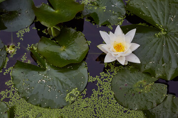 photograph of a flower in a pond
