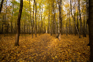 autumn in the forest a lot of yellow leaves