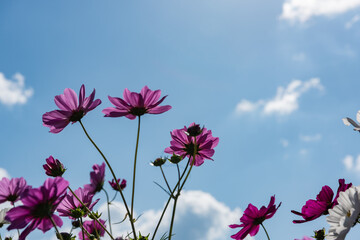 青空に秋桜
