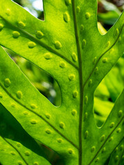 Spores on The Hawaii Fern Leaves