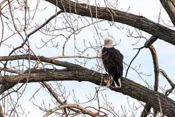 The bald eagle. Scene from shore of lake Michigan.