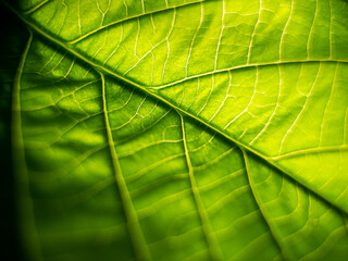 Abstract of Pattern of Elephant Climber Leaf