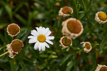 daisy photography in high quality