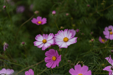 秋桜