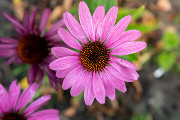 Obraz premium Aster krzaczasty Ronald Aster dumosus