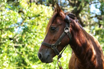 Obraz premium Portrait of a horse. State Of Goa. India