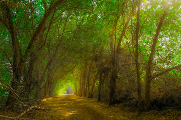 Beautiful morning in the Karzakkan forest Bahrain