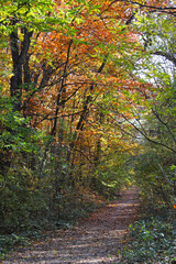 Pathway in the forest with autumn leaves and colors. Autumn background