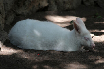 Bennettkänguru_weiss © Stephan von Mikusch