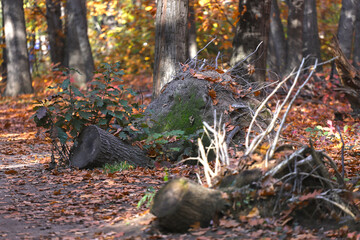 Tree trunks of felled trees in the autumn forest