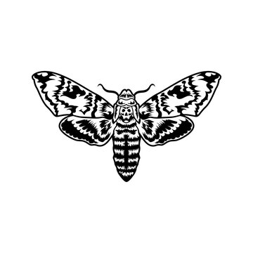 Mystical moth with skull vector illustration. Monochrome butterfly with death symbol. Insect or gothic culture concept emblems and tattoo templates