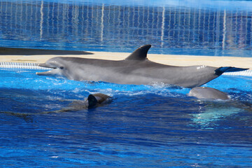 Delphin © Stephan von Mikusch