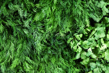 Assorted herbs: parsley, dill