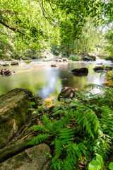 Fototapeta premium stream in the forest