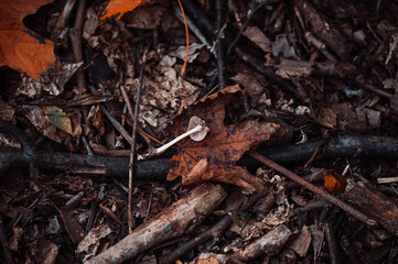 Little mushroom on wet autumn foliage. Beautiful texture of ground in forest