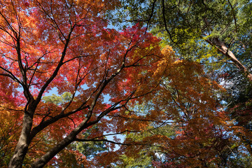 錦色の紅葉