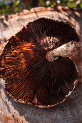 Close up of autumn sunlight on mushroom hat