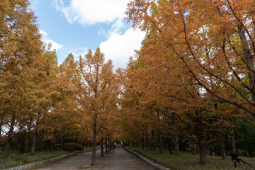 紅葉の並木