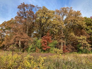 autumn trees in the park