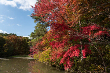 水辺の紅葉
