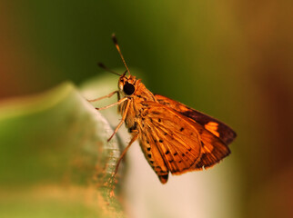 Fototapeta na wymiar Butterfly Northern Malawi Africa