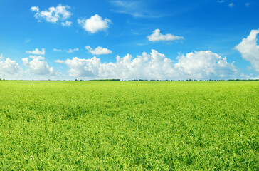 Obraz premium Green field and blue sky with light clouds.
