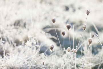 Hoarfrost on dry grass in meadow. Frost covered grass or wild flowers. First frost in autumn countryside meadow. Winter background. Soft fokus. Copy space
