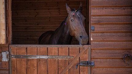Brown horse look out from stable window. Portrait of farm animal. Mare head in wooden paddock inside. High quality photo.