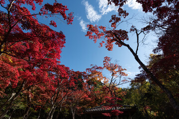青空と紅葉