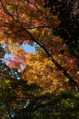 紅葉