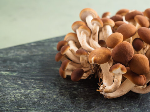 Poplar mushrooms, Pholiota aegerita, or velvet pioppini on green background.
