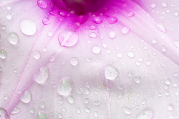 water drops on pink flower