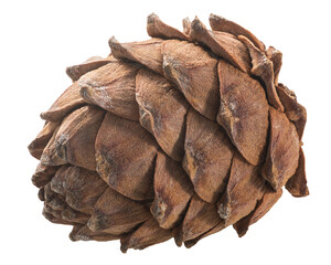Ripe Pine cone (Pinus sibirica), a source of pignoli nuts,   isolated