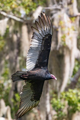 A single large Turkey Vulture is caught 'on wing' as it flies over a Florida wetlands