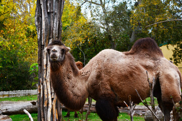 camel in the zoo