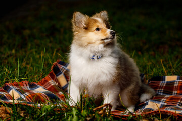 Dog on a blanket. Shetland sheepdog puppy.