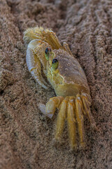 The Atlantic ghost crab (Ocypode quadrata) also known as sand or beach crab peeps carefully from its deep sandy hole. The Atlantic ghost crab lives in burrows in sand above the strandline.