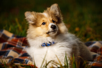 Dog on a blanket. Shetland sheepdog puppy.
