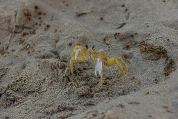 The Atlantic ghost crab (Ocypode quadrata) also known as sand or beach crab on the beach of Margarita Islands (Venezuela). The Atlantic ghost crab lives in burrows in sand above the strandline.