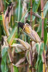 Full grown corn on the cob in a corn field.