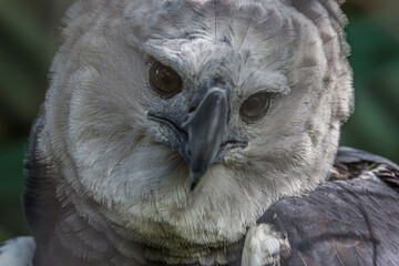The harpy eagle (American harpy eagle, Harpia harpyja) is a neotropical species of eagle. In Brazil, the harpy eagle is also known as royal-hawk. It usually inhabits tropical lowland rainforests. - obrazy, fototapety, plakaty