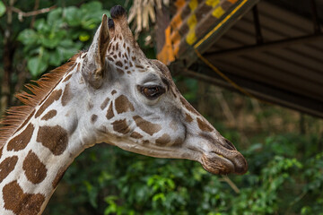 Fototapeta premium The Angolan giraffe (Giraffa giraffa angolensis), also known as the Namibian giraffe, is a subspecies of giraffe that is found in northern Namibia, south-western Zambia, Botswana and Zimbabwe.